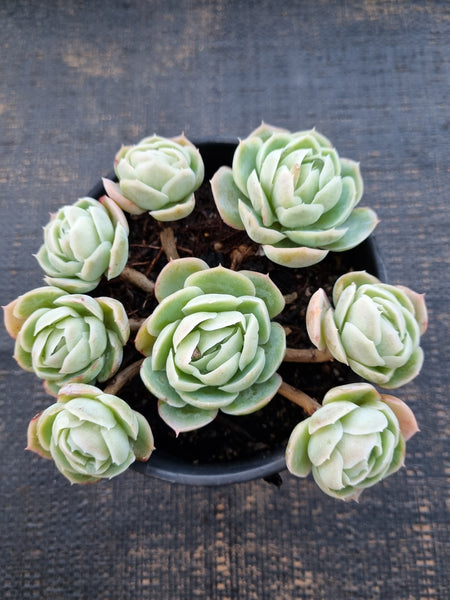 *GLGhybrid(2-324) Echeveria Raspberry ice hybrid 冰莓杂