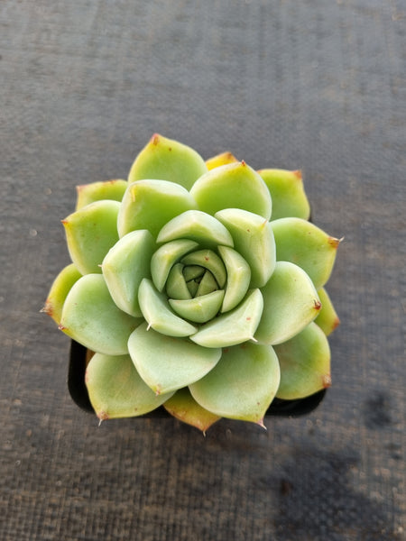 *GLGhybrid(1-848) Echeveria Elegans 'Alba' hybrid 白月影杂
