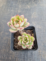 *GLGhybrid(1-1302) Echeveria Ballsii Hybrid 灰姑娘杂