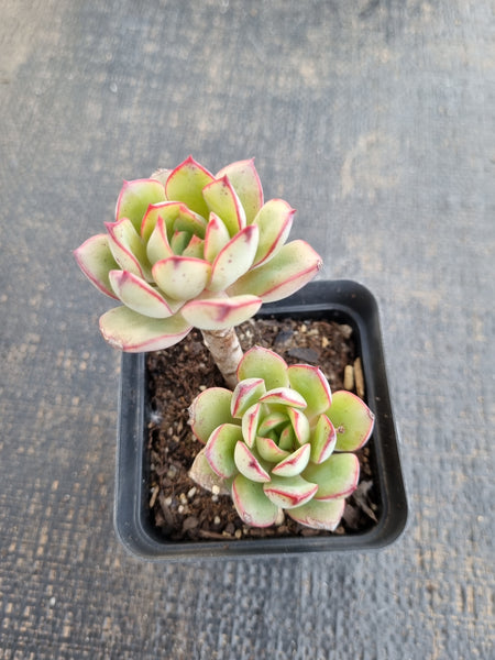 *GLGhybrid(1-1302) Echeveria Ballsii Hybrid 灰姑娘杂