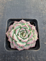 *GLGhybrid(1-691) Echeveria hyalina X Romeo Rubin 海琳娜杂罗宾