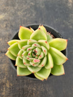*GLGhybrid (2-110) Echeveria Agavoides hybrid 东云杂