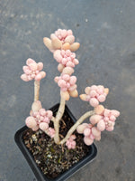 *GLGhybrid(1-1067) Pachyphytum Baby Finger hybrid 婴儿手指杂