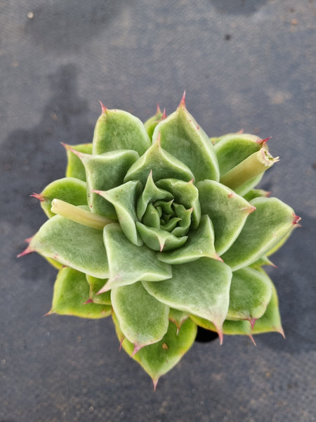 *GLGhybrid(1-1190) Echeveria Agavoides hybrid Monstrose 冬云杂石化