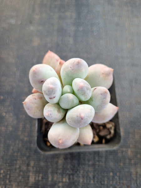 *GLGhybrid(1-1294) Pachyphytum hybrid 厚叶草属杂