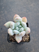 *GLGhybrid(1-805) Pachyveria Elaine hybrid 香水杂