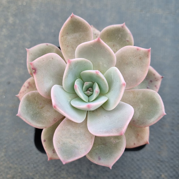 *GLGhybrid(1-1642) Echeveria Dark Ice hybrid 暗冰杂