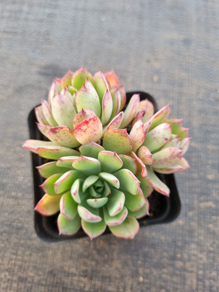 *GLGhybrid(1-834) Echeveria Ballsii Hybrid 灰姑娘杂