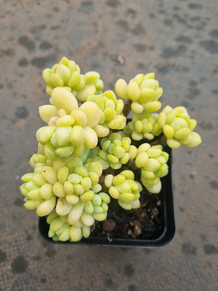 Sedum Clavatum R. T. Clausen 凝脂莲