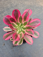 Aeonium Pink Witch 粉女巫