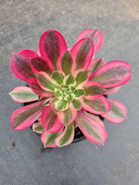 Aeonium Pink Witch 粉女巫