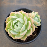 *GLGhybrid(2-1) Echeveria Elegans 'Alba' hybrid 白月影杂