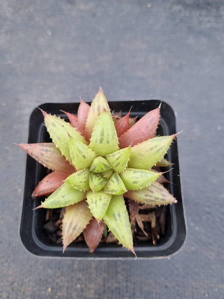 Haworthia Reticulat Var. Subregularis