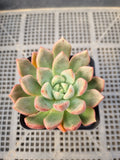 Echeveria Sp 勿忘我