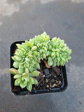 Echeveria Leisal crested