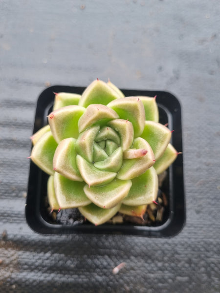 *GLGhybrid(1-1439) Echeveria Agavoides hybrid 冬云杂