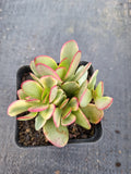 Crassula Platyphylla variegata 紫蝶锦