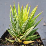 Haworthia variegated No ID