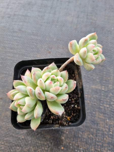 *GLGhybrid(1-841) Echeveria Elegans 'Alba' hybrid 白月影杂
