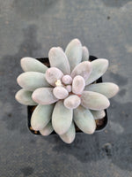 *GLGhybrid(1-1199) Pachyphytum Baby Finger hybrid 婴儿手指杂