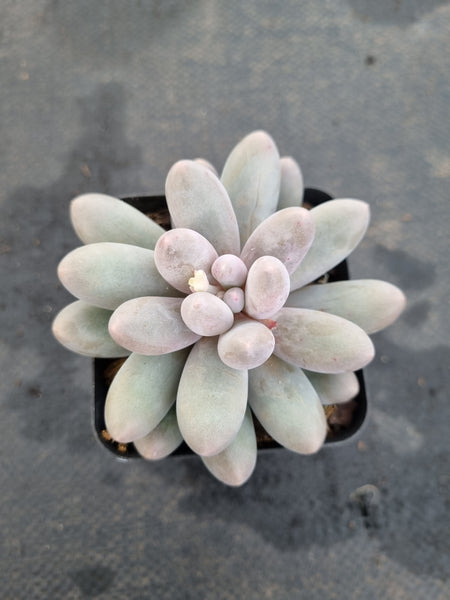 *GLGhybrid(1-1199) Pachyphytum Baby Finger hybrid 婴儿手指杂
