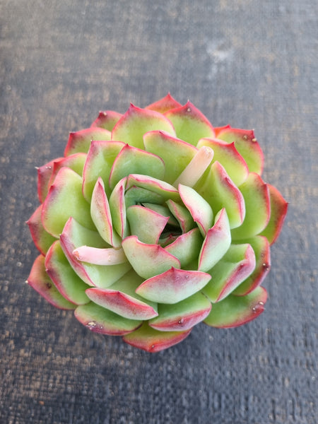 *GLGhybrid(1-1248) Echeveria pulidonis 'Christmas' hybrid 墨西哥花月夜杂