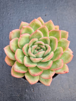 *GLGhybrid (2-241) Echeveria Agavoides hybrid 冬云杂