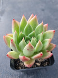 *GLGhybrid(1-374) Echeveria Agavoides hybrid 东云杂