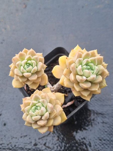 *GLGhybrid(1-1504) Graptopetalum Mendozae hybrid 丸姬杂