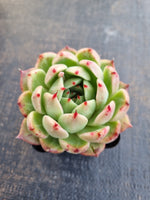 *GLGhybrid(1-1249) Echeveria Romeo hybrid 血罗杂