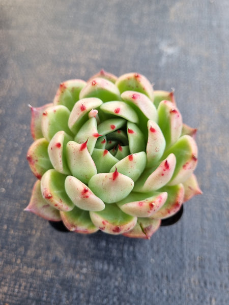 *GLGhybrid(1-1249) Echeveria Romeo hybrid 血罗杂