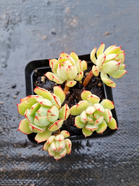 *GLGhybrid(1-1532) Echeveria Derenbergii hybrid 静夜杂