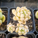 *GLGhybrid(1-1690) Special hybrid pack of 4