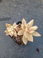 Sedeveria Pat's Pink variegated 布丁锦