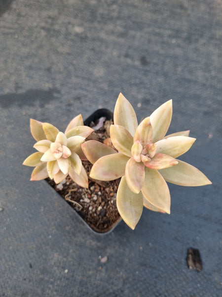 Sedeveria Pat's Pink variegated 布丁锦