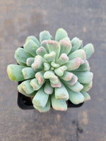 Echeveria New Irish Mint 新爱尔兰薄荷