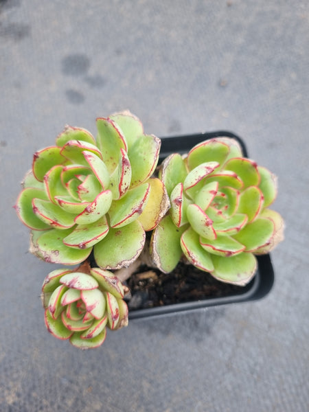 *GLGhybrid(1-1360) Echeveria Ballsii Hybrid 灰姑娘杂