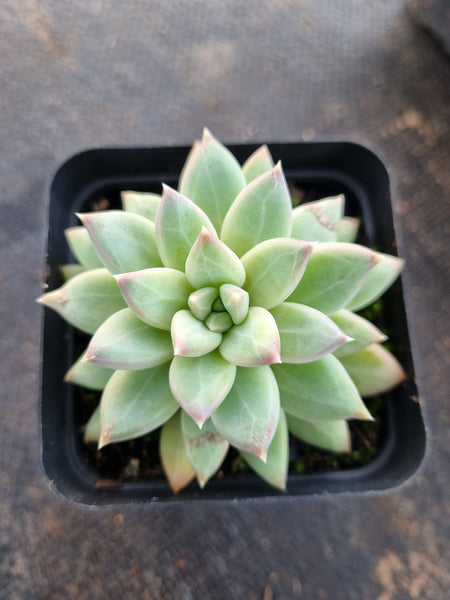 *GLGhybrid(1-663) Pachyphytum compactum hybrid 千代田之松杂