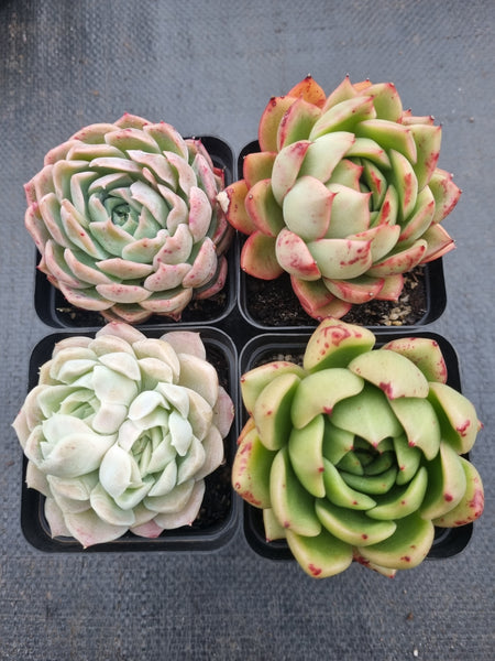 *GLGhybrid(1-1375) Special hybrid pack of 4