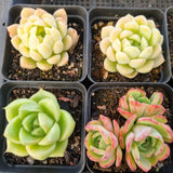 *GLGhybrid(1-1686) Special hybrid pack of 4