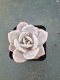 Graptopetalum Superbum x Laui 华雪/Graptoveria pink laui 粉雪莲