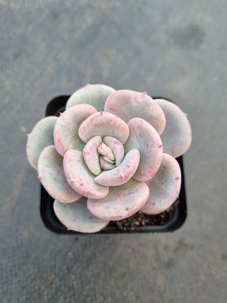 *GLGhybrid(1-1052) Echeveria Monroe hybrid 梦露杂