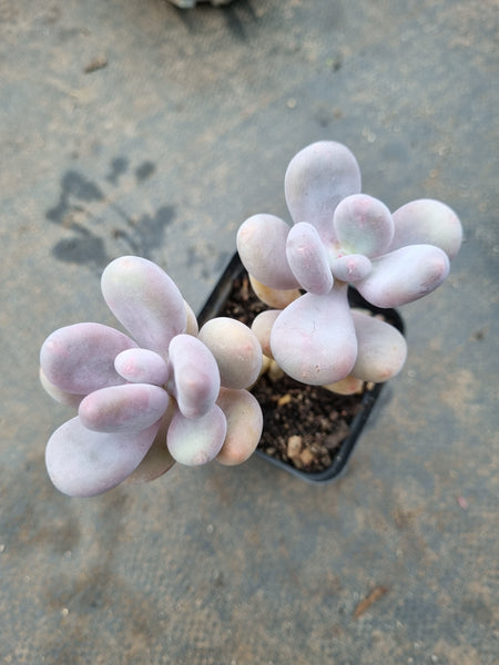 Pachyphytum sp. 白美人