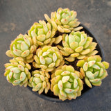 *GLGhybrid(2-392) Sedum Perezdelarosae hybrid 焦糖精灵杂