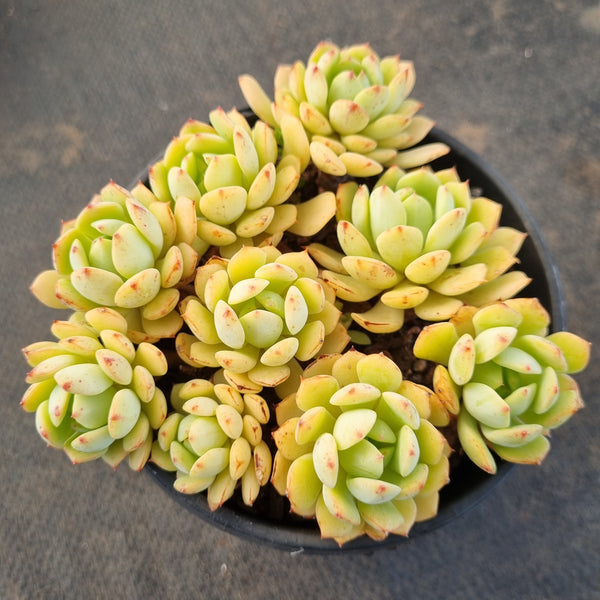 *GLGhybrid(2-392) Sedum Perezdelarosae hybrid 焦糖精灵杂