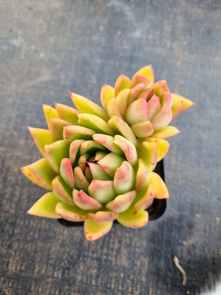 *GLGhybrid(1-1261) Echeveria Agavoides hybrid 冬云杂