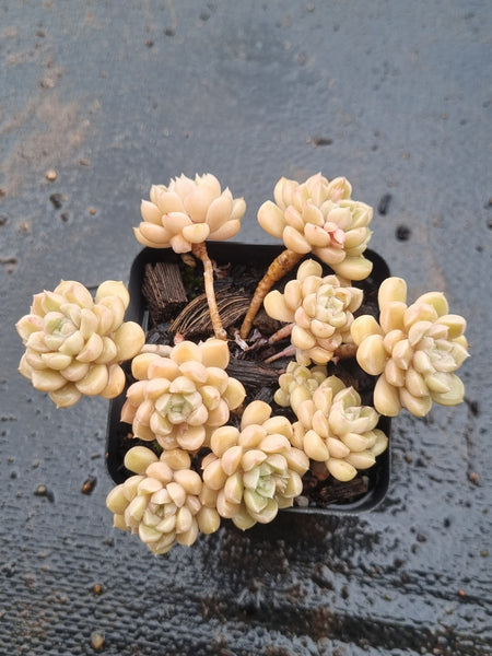 *GLGhybrid(1-1518) Graptopetalum Mendozae hybrid 丸姬杂