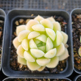 *GLGhybrid(1-1686) Special hybrid pack of 4