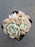 *GLGhybrid(1-775) Echeveria Mexican Snowball hybrid 墨西哥雪球杂