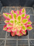 Aeonium Pink Witch 粉女巫